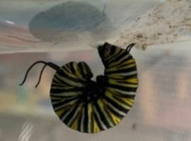 Caterpillar  